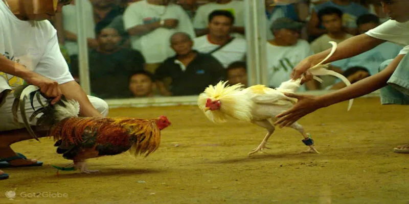 Một số giống gà nổi tiếng phù hợp cho đá gà cựa dao
